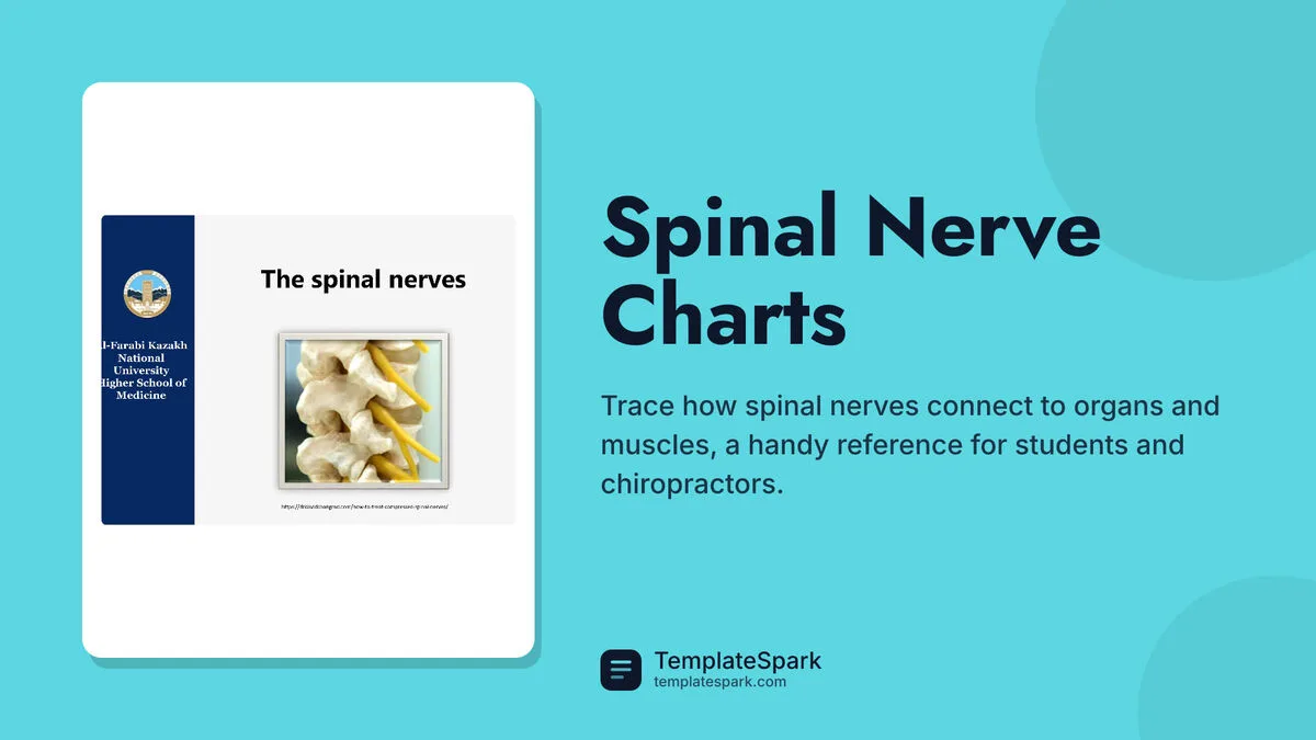 Spinal Nerve Charts Spinal Nerve Charts