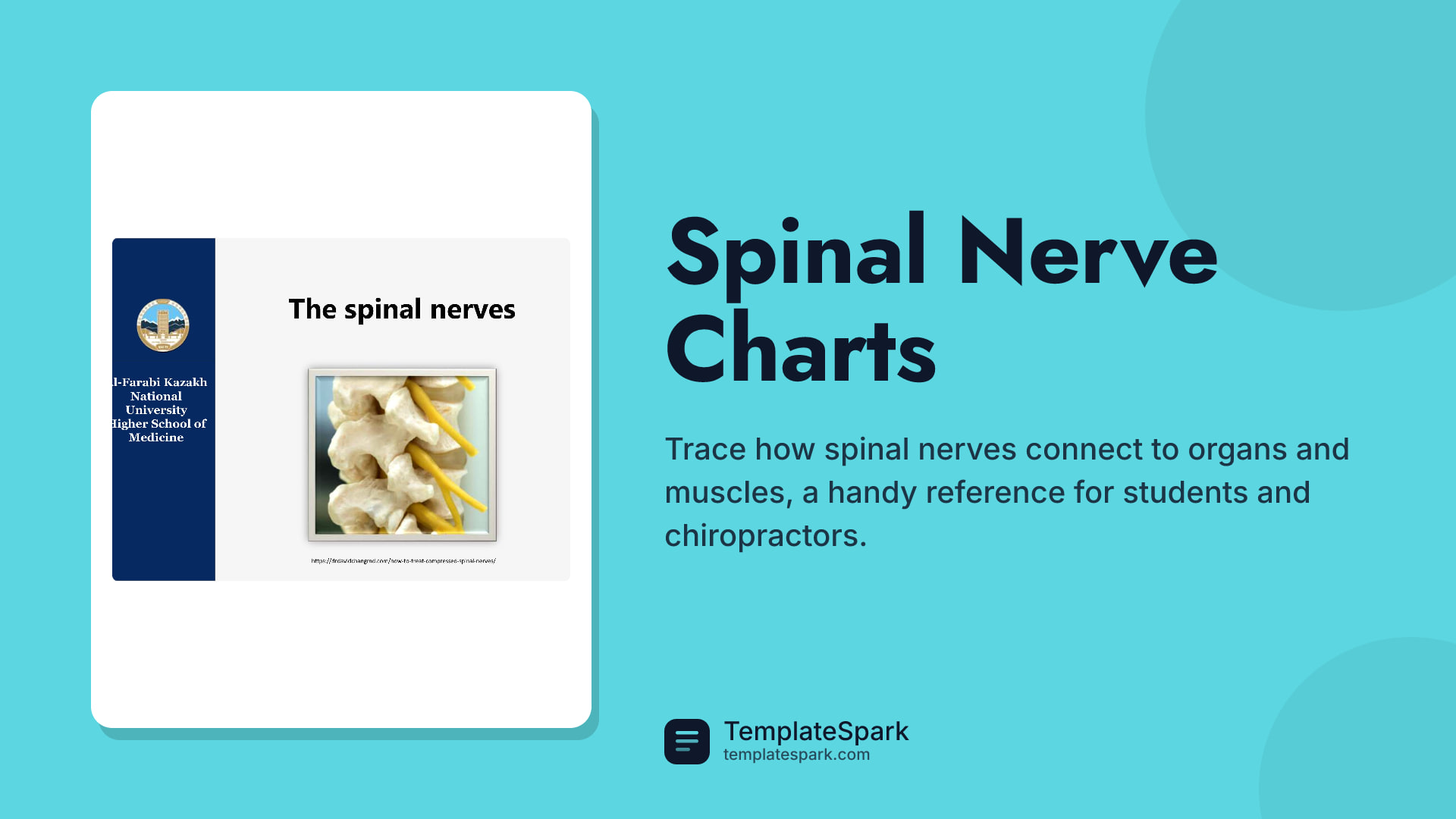 Spinal Nerve Charts