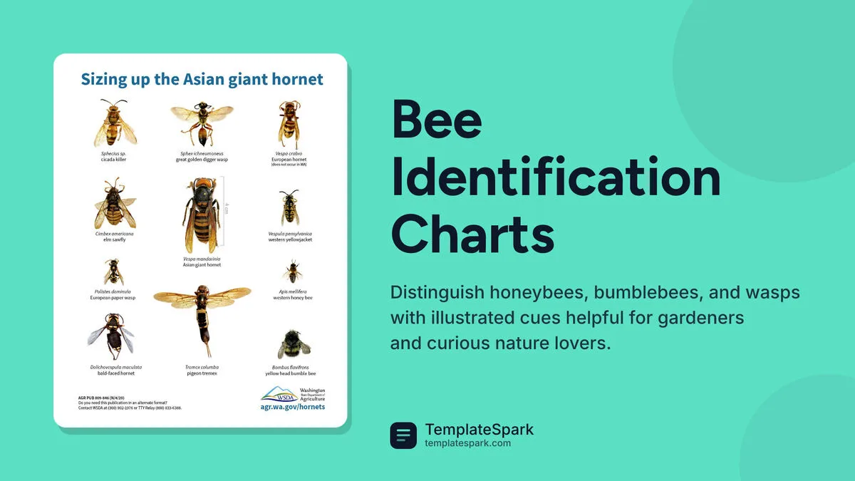 Bee Identification Charts Bee Identification Charts