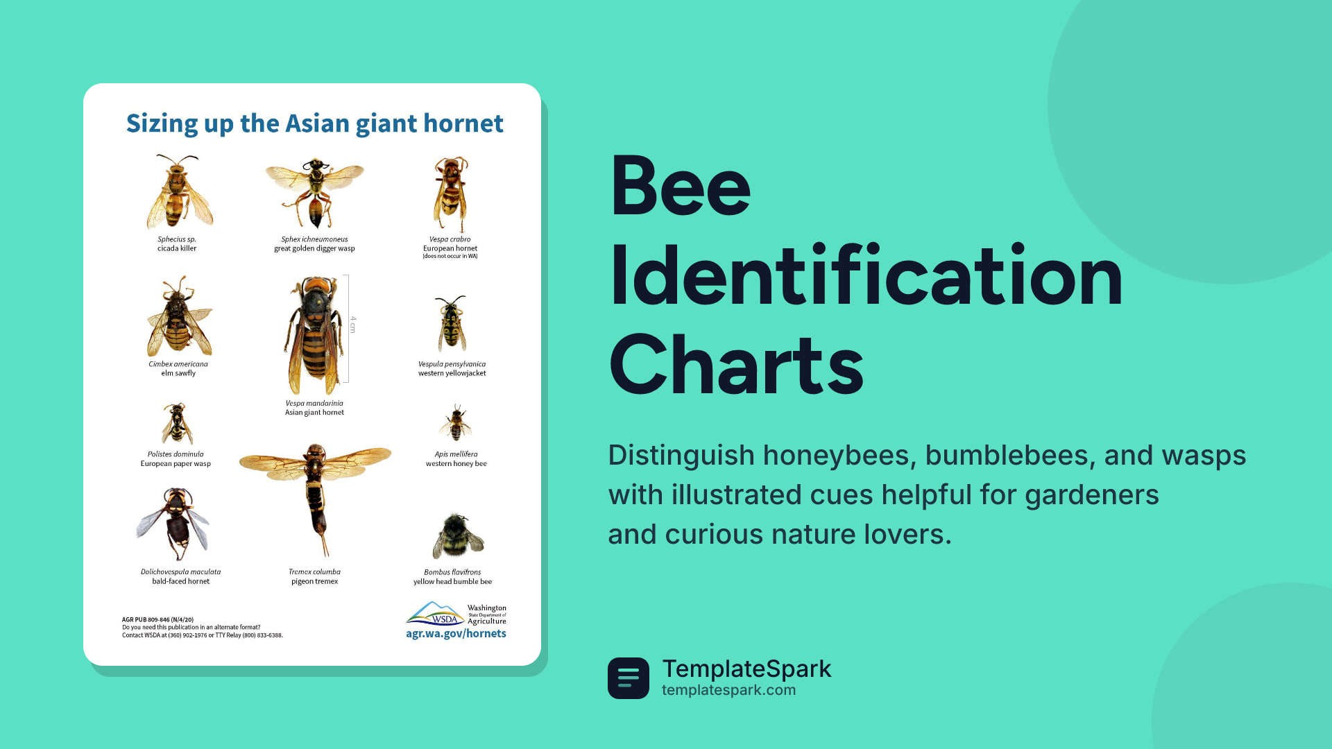 Bee Identification Charts