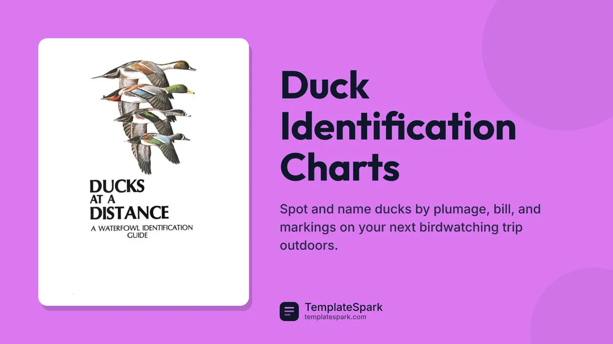 Duck Identification Charts Duck Identification Charts