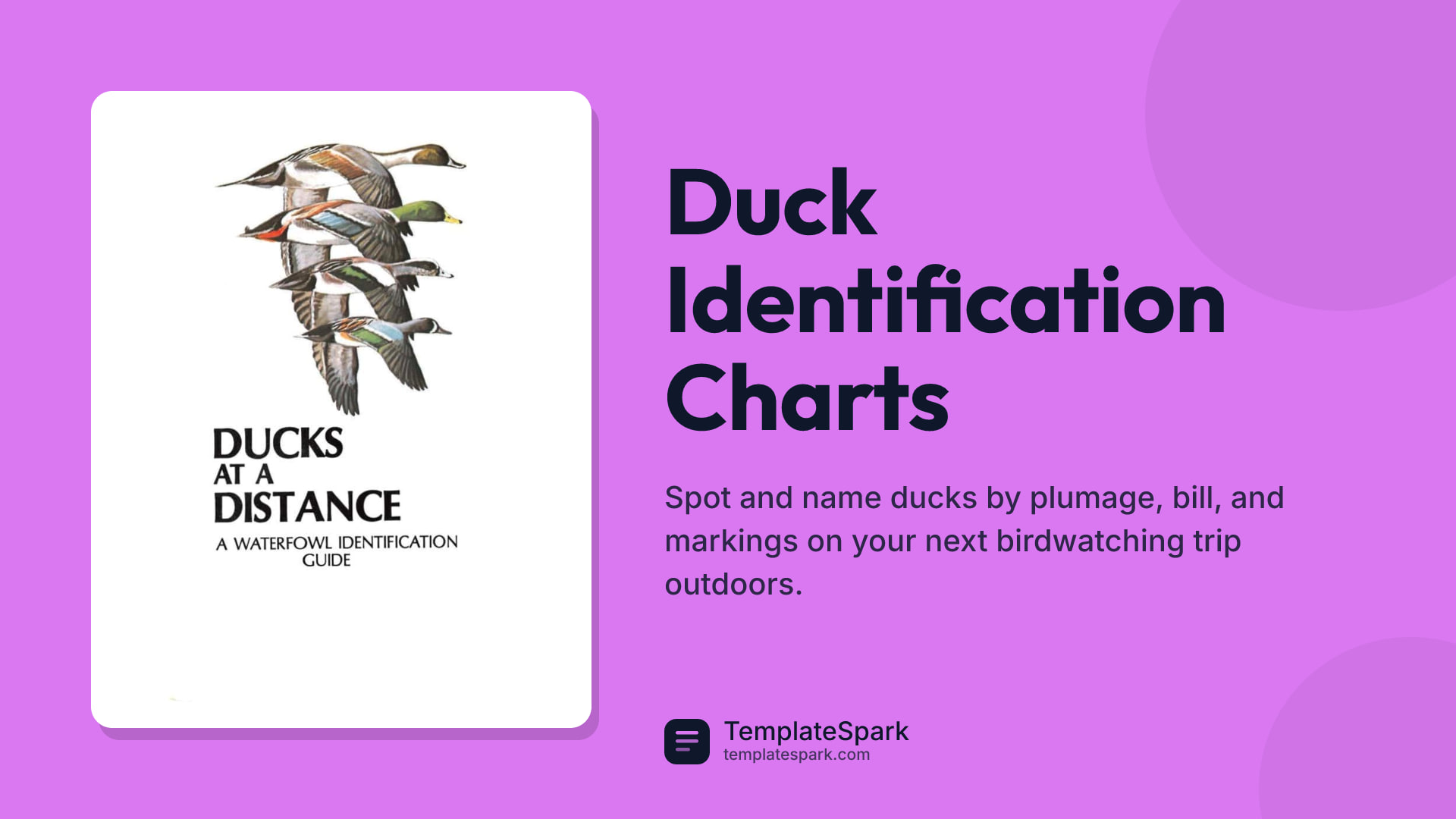 Duck Identification Charts