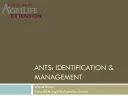 Free Ant Identification Chart Pdf template thumbnail